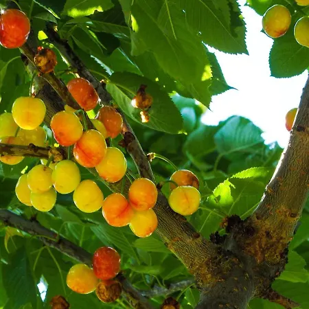 Nocleg ze śniadaniem Les De La Weiss Kaysersberg-Vignoble
