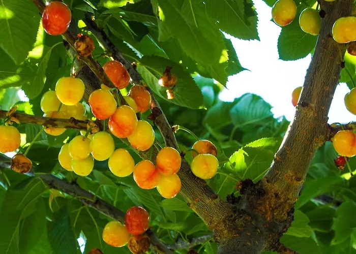 Bed & Breakfast Les De La Weiss Kaysersberg-Vignoble